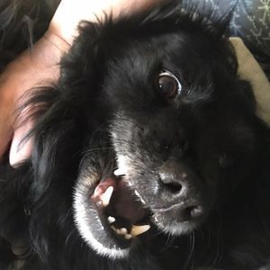 Meet your Posher, Fish